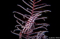   crinoid shrimp  